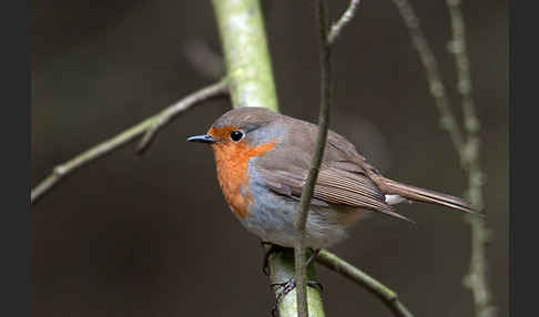 Rotkehlchen (Erithacus rubecula)