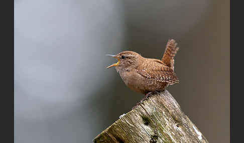 Zaunkönig (Troglodytes troglodytes)