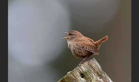 Zaunkönig (Troglodytes troglodytes)