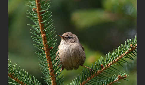 Zaunkönig (Troglodytes troglodytes)