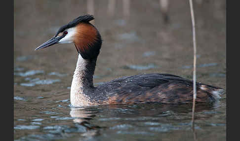 Haubentaucher (Podiceps cristatus)