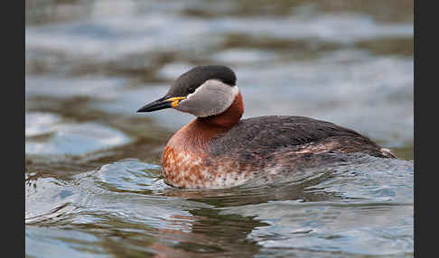 Rothalstaucher (Podiceps grisegena)