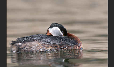 Rothalstaucher (Podiceps grisegena)