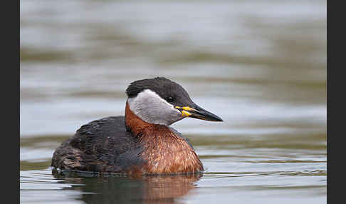 Rothalstaucher (Podiceps grisegena)