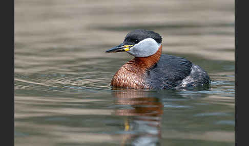 Rothalstaucher (Podiceps grisegena)