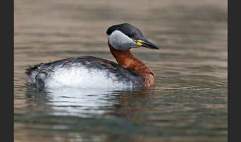 Rothalstaucher (Podiceps grisegena)