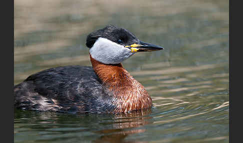 Rothalstaucher (Podiceps grisegena)