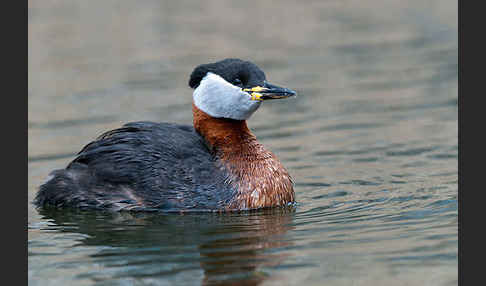 Rothalstaucher (Podiceps grisegena)