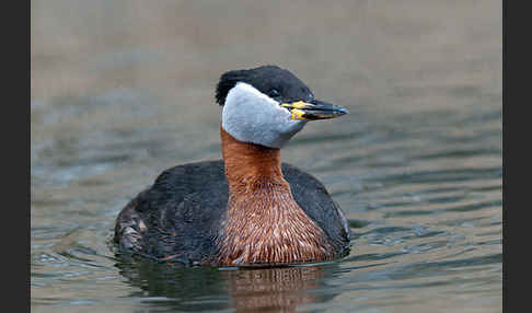 Rothalstaucher (Podiceps grisegena)