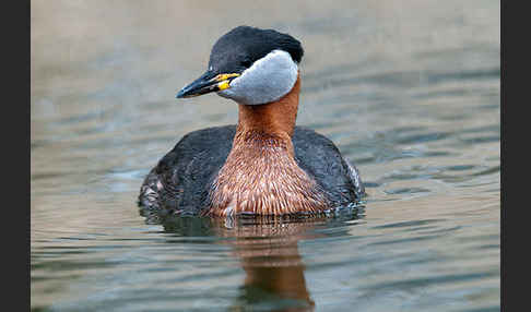 Rothalstaucher (Podiceps grisegena)