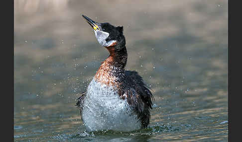 Rothalstaucher (Podiceps grisegena)