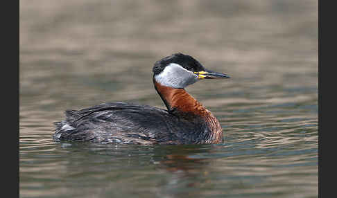 Rothalstaucher (Podiceps grisegena)