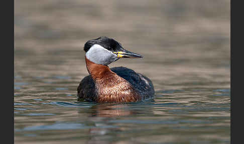 Rothalstaucher (Podiceps grisegena)