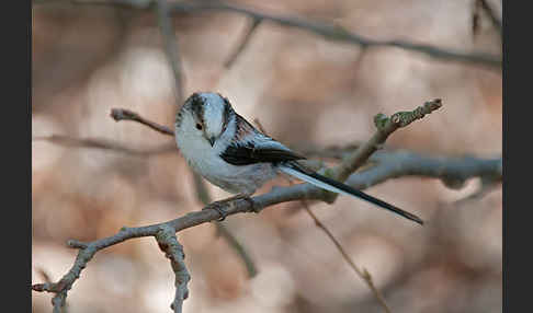 Schwanzmeise (Aegithalos caudatus)