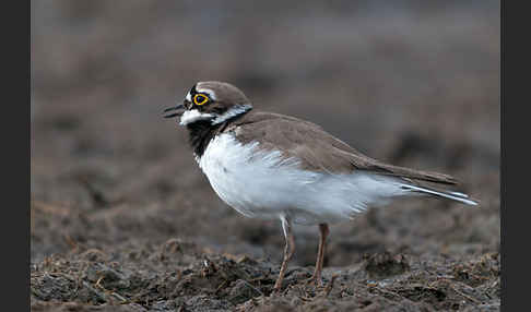 Flußregenpfeifer (Charadrius dubius)