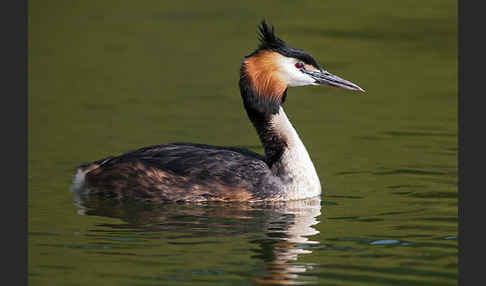 Haubentaucher (Podiceps cristatus)