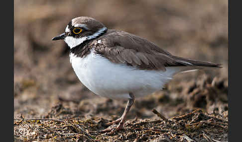 Flußregenpfeifer (Charadrius dubius)