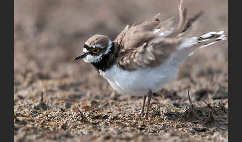 Flußregenpfeifer (Charadrius dubius)