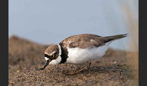 Flußregenpfeifer (Charadrius dubius)