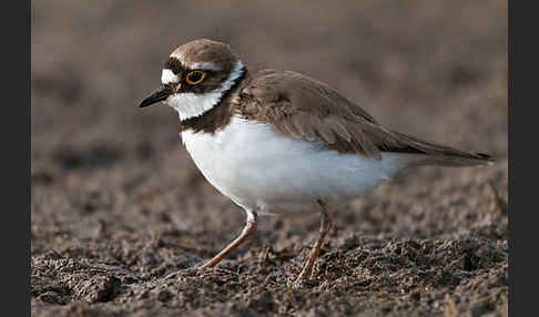 Flußregenpfeifer (Charadrius dubius)