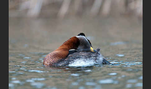 Rothalstaucher (Podiceps grisegena)