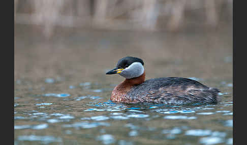 Rothalstaucher (Podiceps grisegena)