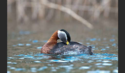 Rothalstaucher (Podiceps grisegena)