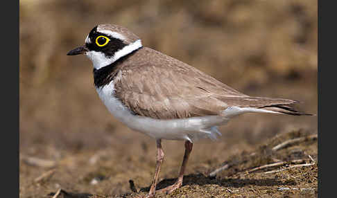 Flußregenpfeifer (Charadrius dubius)