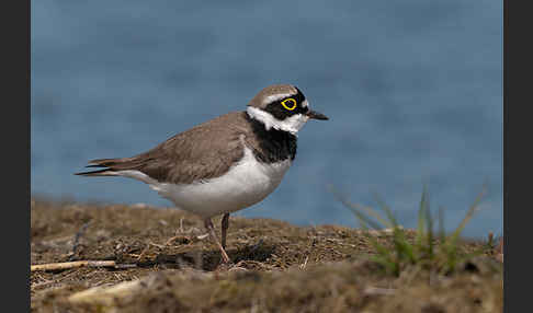 Flußregenpfeifer (Charadrius dubius)