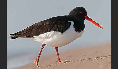 Austernfischer (Haematopus ostralegus)