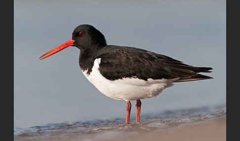 Austernfischer (Haematopus ostralegus)