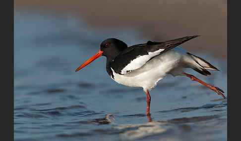 Austernfischer (Haematopus ostralegus)