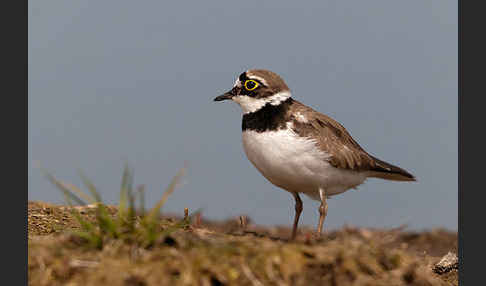 Flußregenpfeifer (Charadrius dubius)