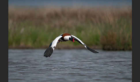 Brandgans (Tadorna tadorna)