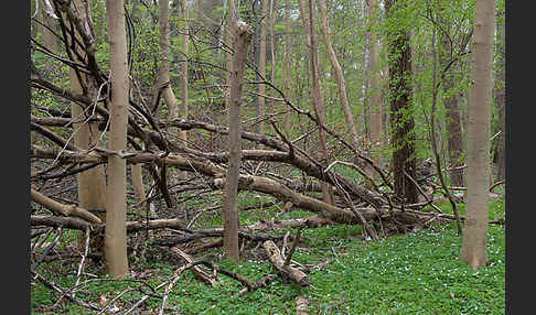 Frühling (spring)