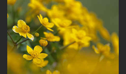 Sumpf-Dotterblume (Caltha palustris)