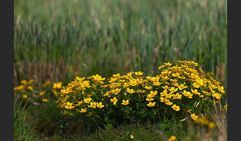 Sumpf-Dotterblume (Caltha palustris)