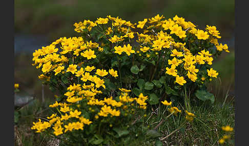 Sumpf-Dotterblume (Caltha palustris)