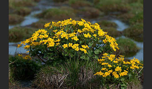 Sumpf-Dotterblume (Caltha palustris)