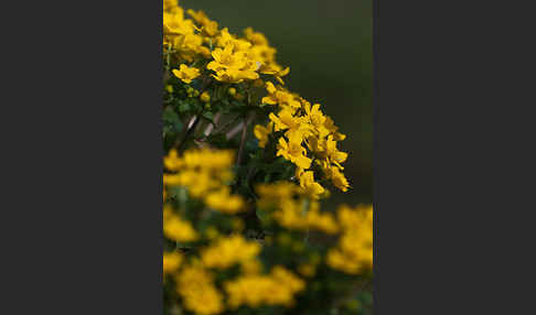 Sumpf-Dotterblume (Caltha palustris)