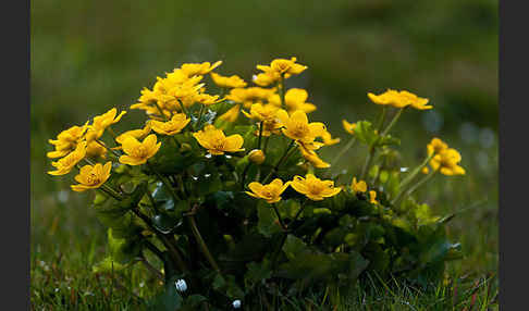 Sumpf-Dotterblume (Caltha palustris)