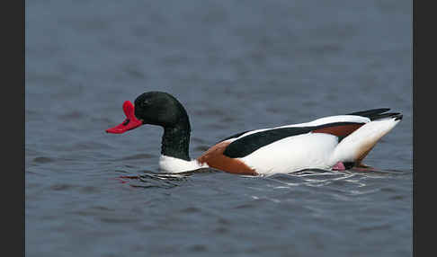 Brandgans (Tadorna tadorna)