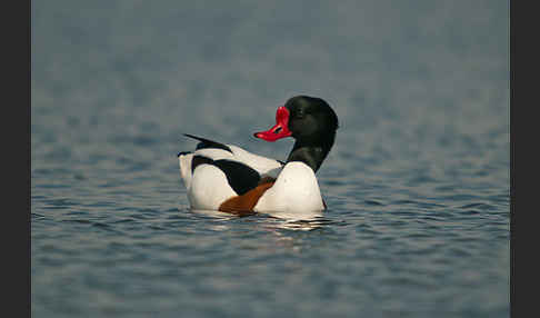 Brandgans (Tadorna tadorna)