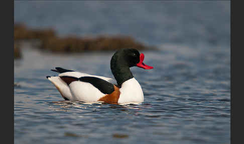 Brandgans (Tadorna tadorna)