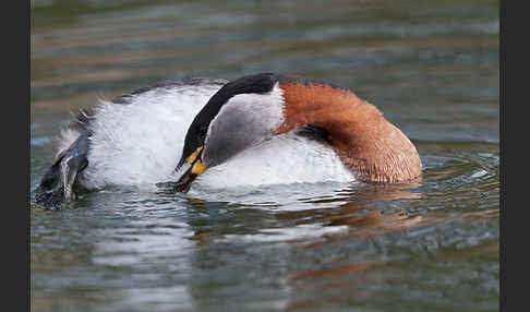 Rothalstaucher (Podiceps grisegena)