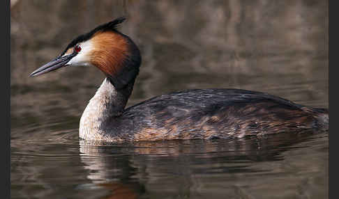 Haubentaucher (Podiceps cristatus)