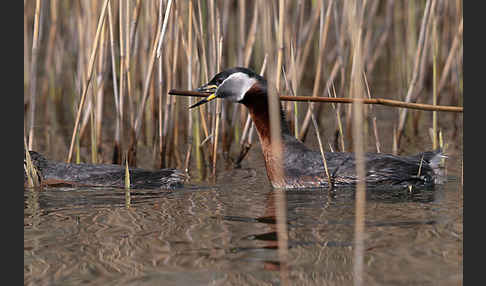 Rothalstaucher (Podiceps grisegena)