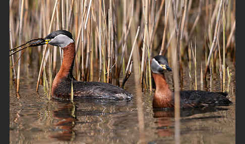 Rothalstaucher (Podiceps grisegena)