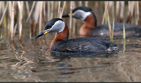 Rothalstaucher (Podiceps grisegena)