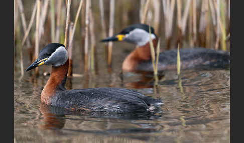 Rothalstaucher (Podiceps grisegena)